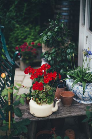 pelargonium in pot on a garden table
