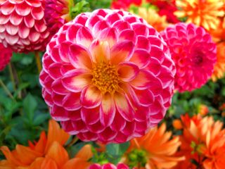 Dahlia