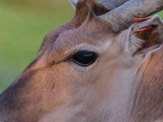 Close up an animal's eye