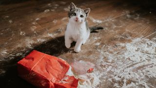 A mischievous kitten has torn a bag of flour and made a mess