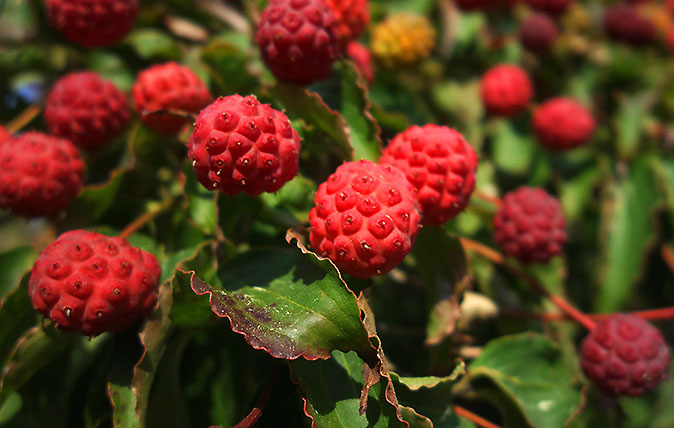 Cornus kousa