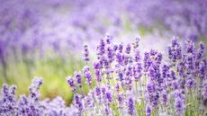 Lavender in bloom with masses of lilac flowers and pollinators