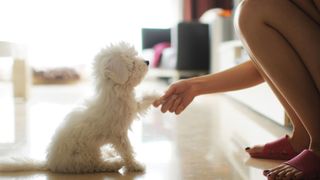 Woman shaking paws with a dog