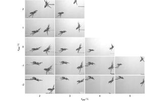 Each frame demonstrates variations in the spider's body angle and leg arrangement at the start and end of the jumping tasks.