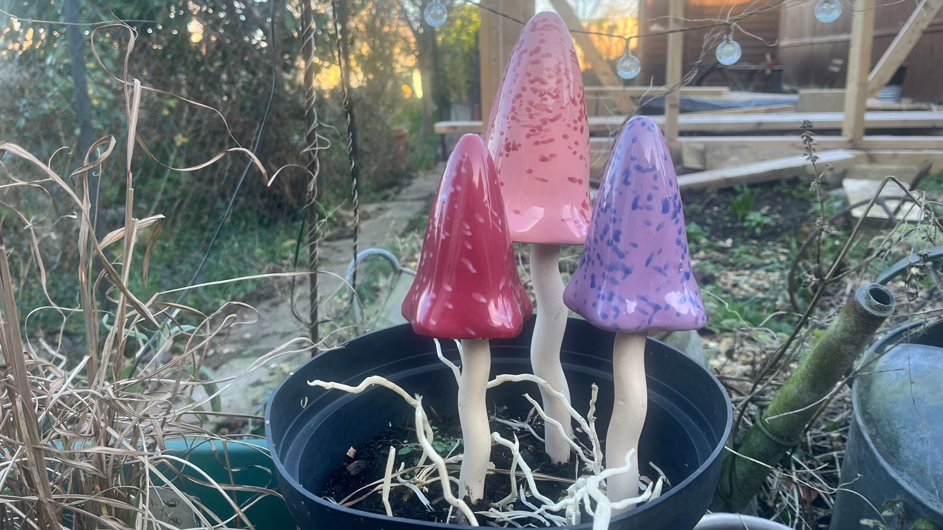 Close up of tinkling toadstools in my sisters garden. They are red, pink and purple in a black flower pot in a winter garden.