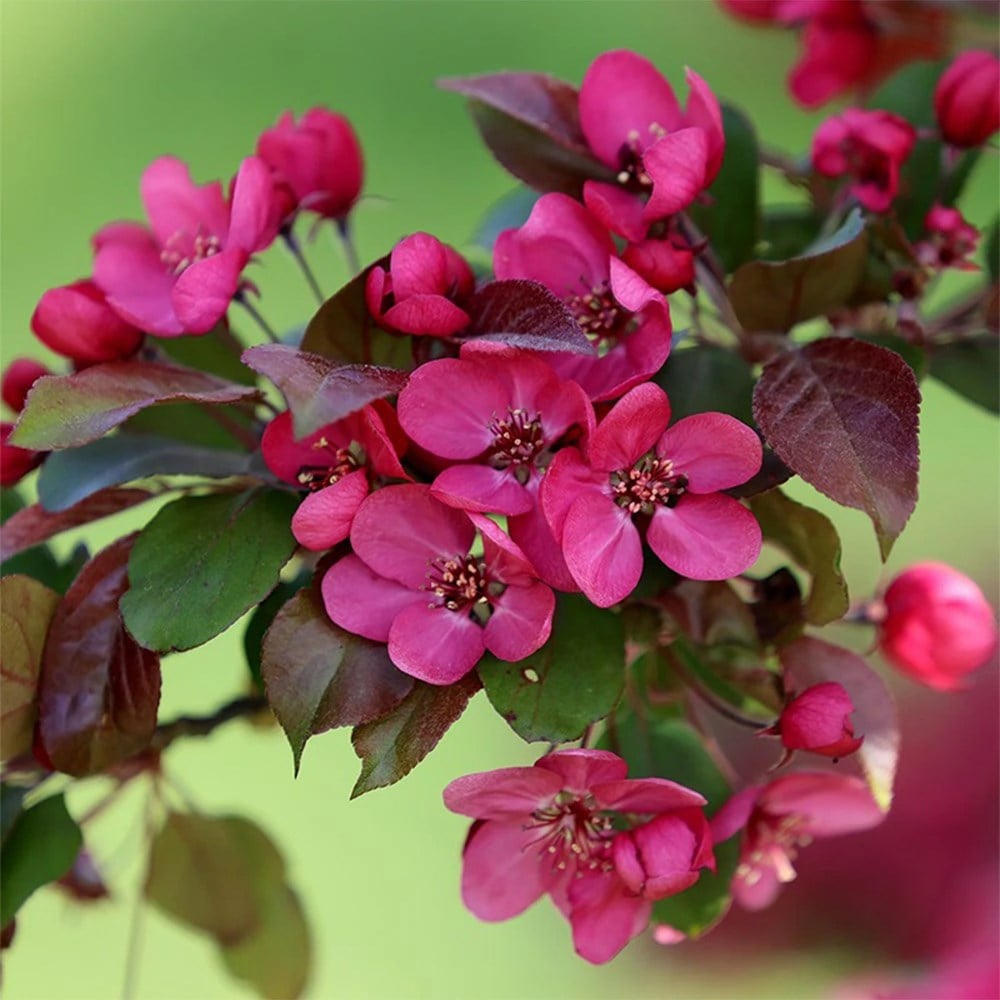 Malus 'scarlett'