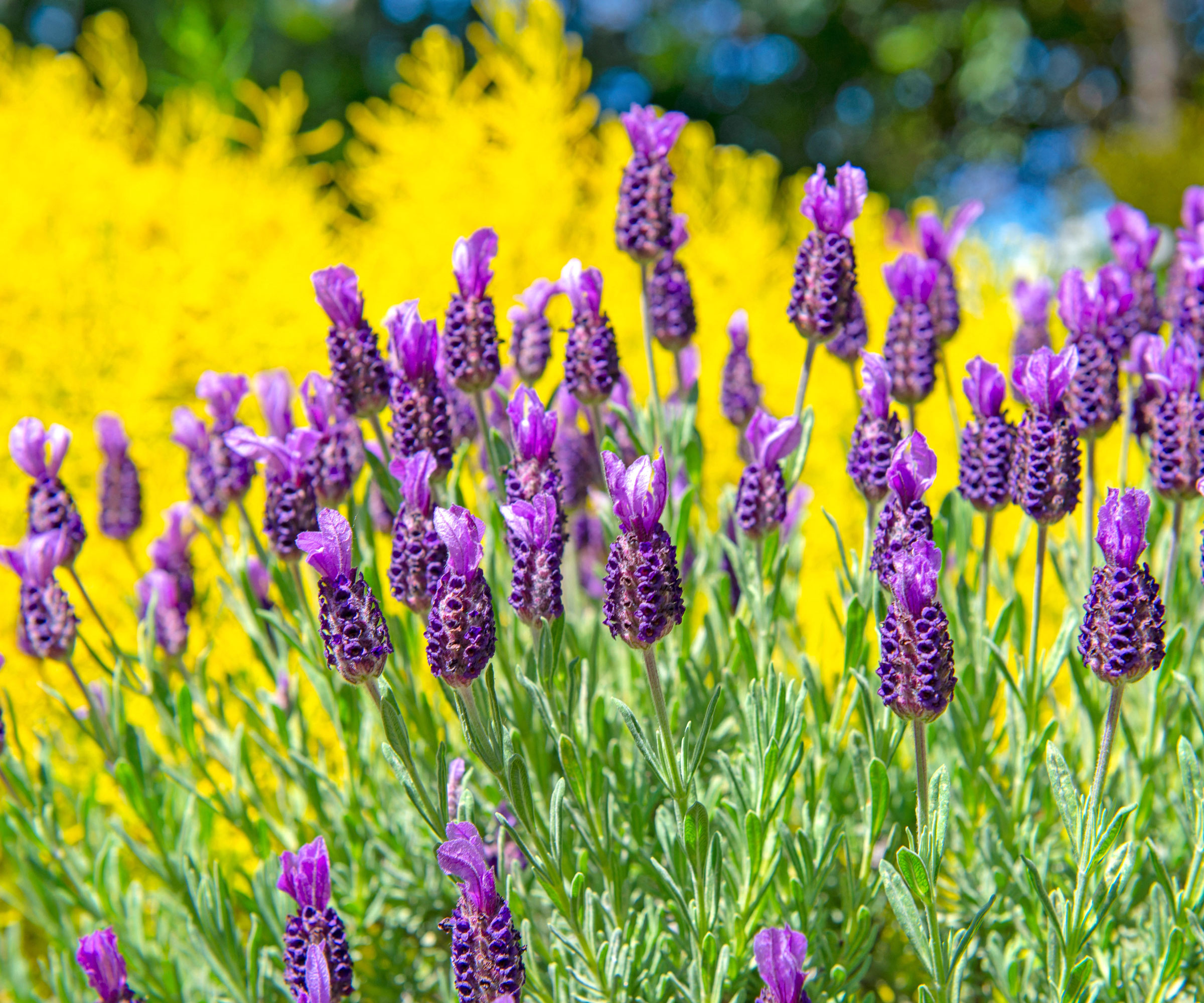 French lavender in garden against yellow backyard backdrop