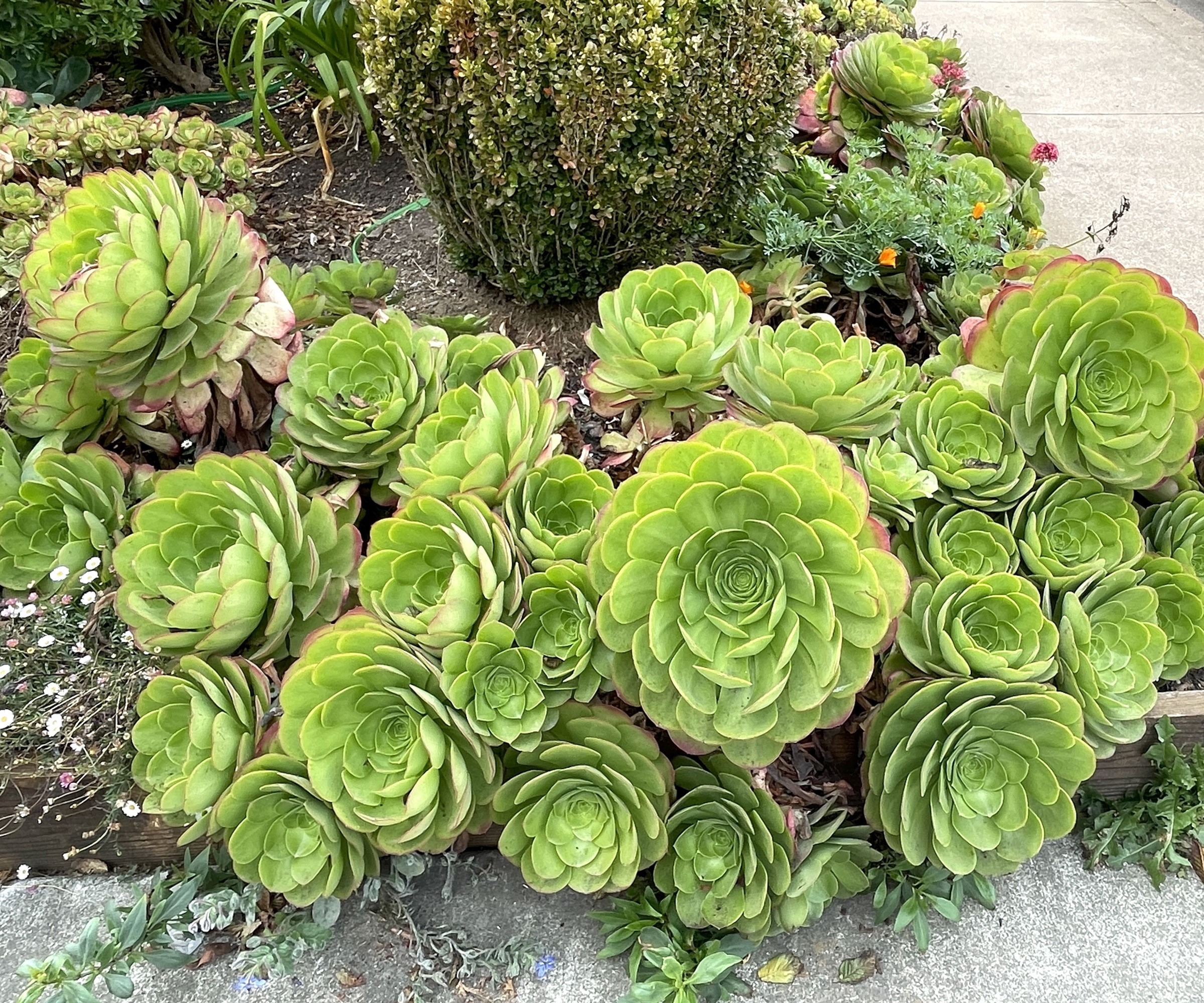 large succulent plant growing on pathway