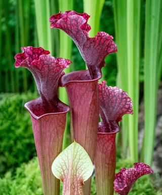 Sarracenia cv. Judith Hindle Pitcher Plant. North America