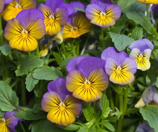 mixed flowering violas in fall container display