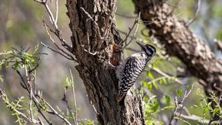 A ladder-backed woodpecker makes a hole in a tree branch at Carlsbad Caverns National Park in New Mexico