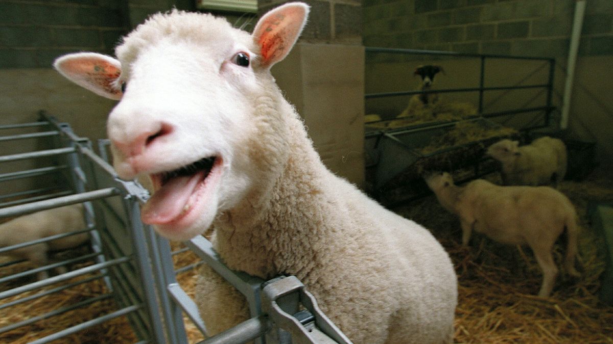 A photo of Dolly, the cloned sheep in Roslin, Scotland on Sept. 2, 1997.