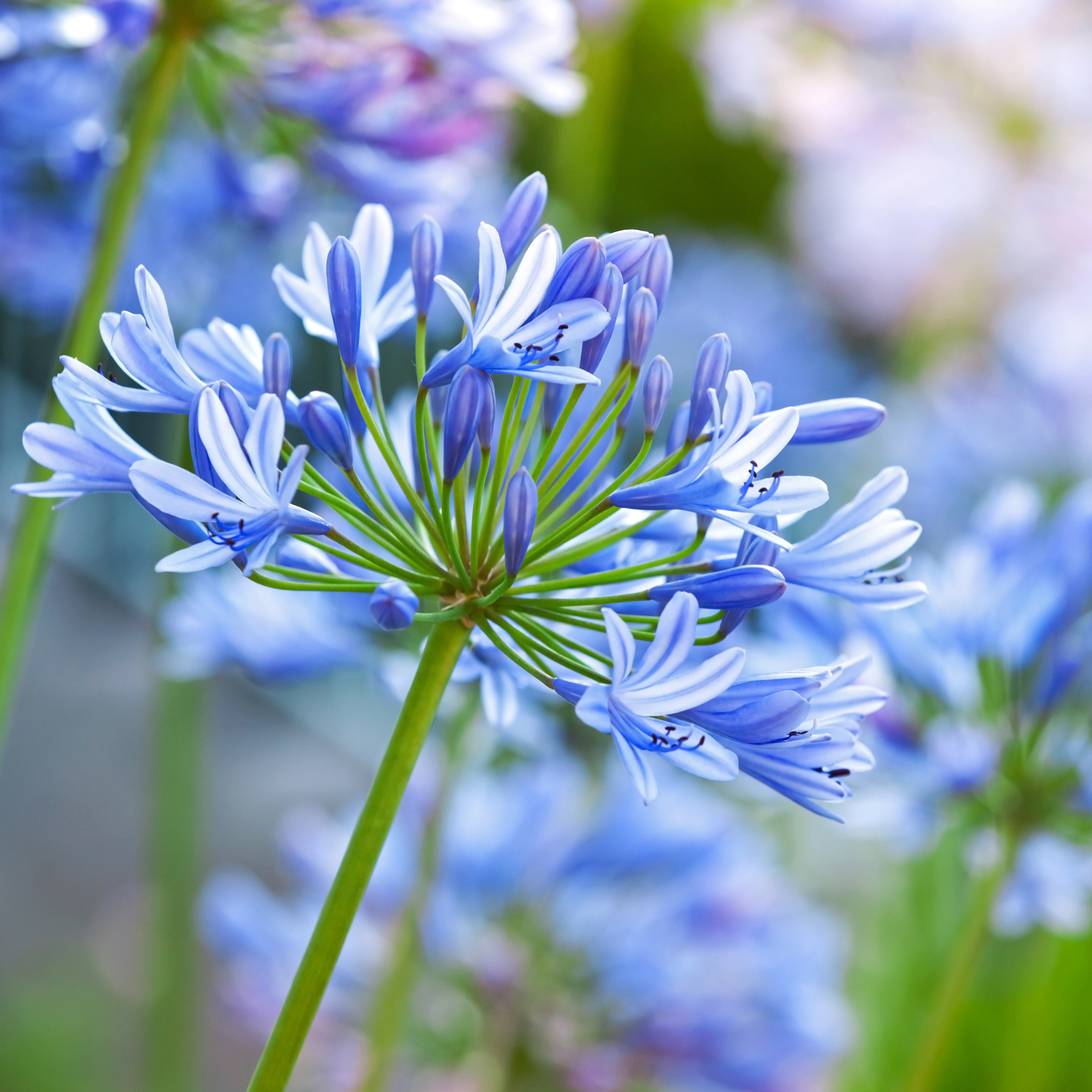 Macro photo of bright blue Agapanthus flowers in the garden