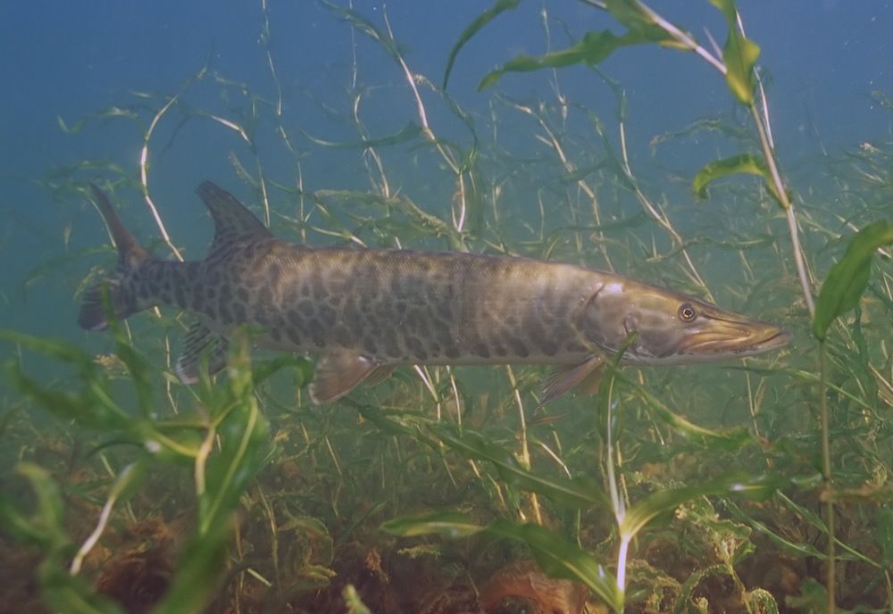 muskie in the deep