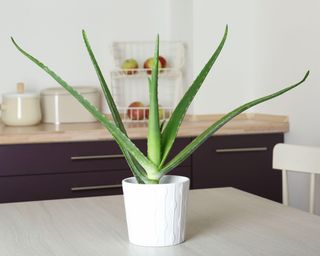 Potted aloe vera plant on table in kitchen