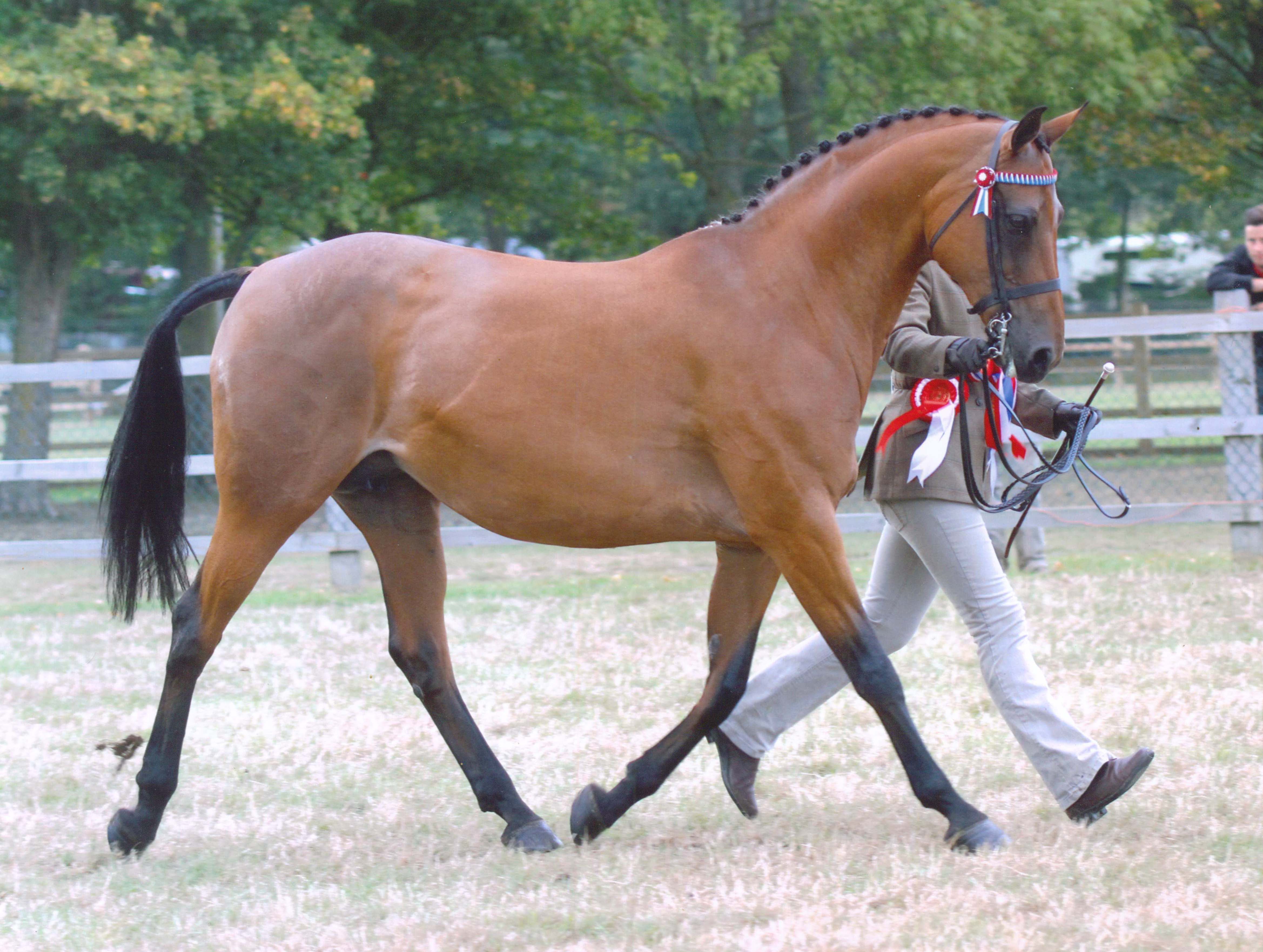 Rotherwood-Flight-of-Fancy-Trotting.jpg