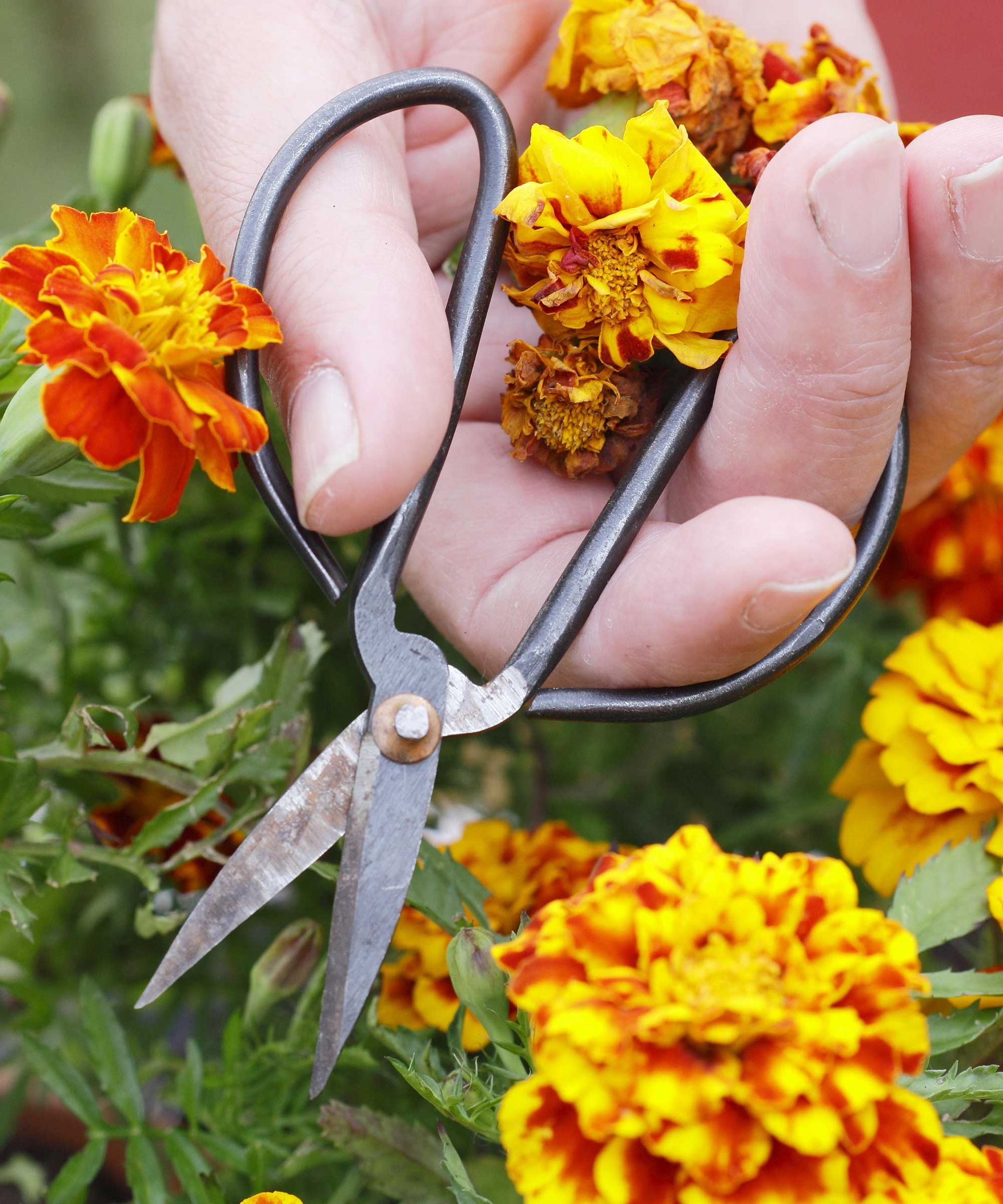 deadheading marigolds with snips