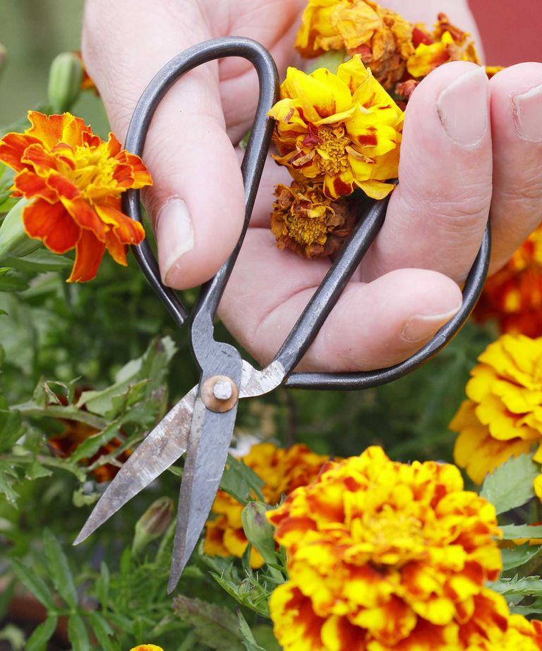 What is deadheading and why is it so important for plants? Homes