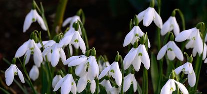 Galanthus elwesii var monostictus cinderdine white flowers green markings flower bulbs snowdrops spring flowering