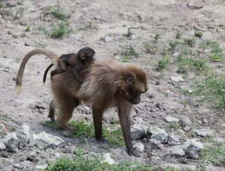 A mama gelada monkey (<em>Theropithecus gelada</em>) carrying her baby on her back.