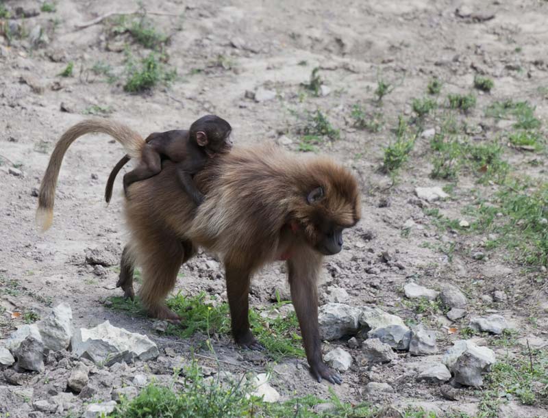 A mama gelada monkey (Theropithecus gelada) carrying her baby on her back.