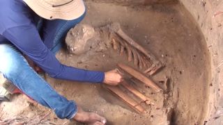 An excavated skeleton found at the archaeological site of São Luís, Brazil along with an archaeologist dressed in blue.