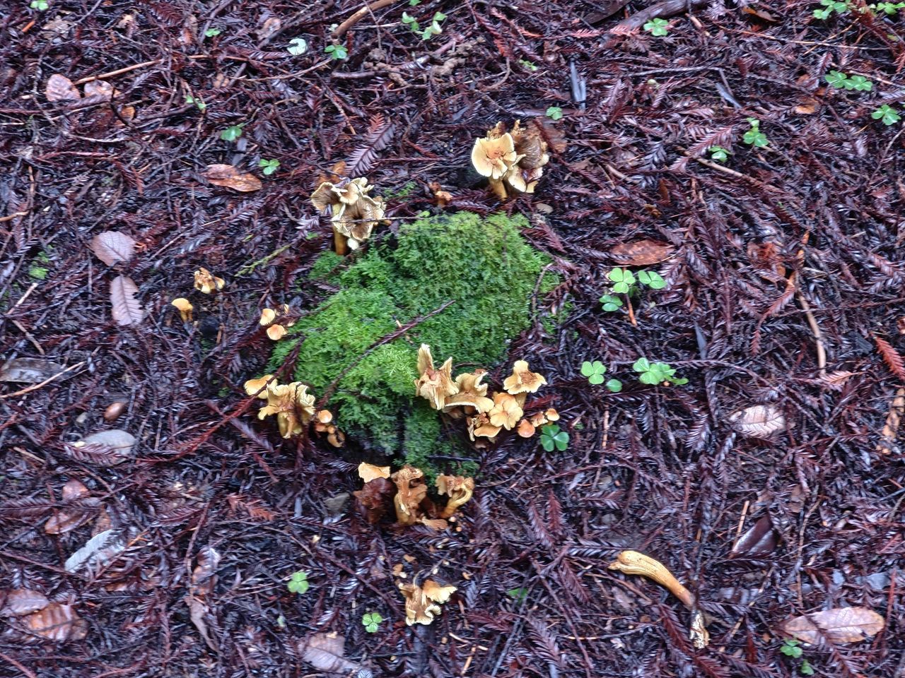 Mushrooms in Forest shot by OnePlus 13R