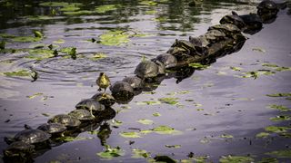 A duckling walks across a line of turtles perched on a log.