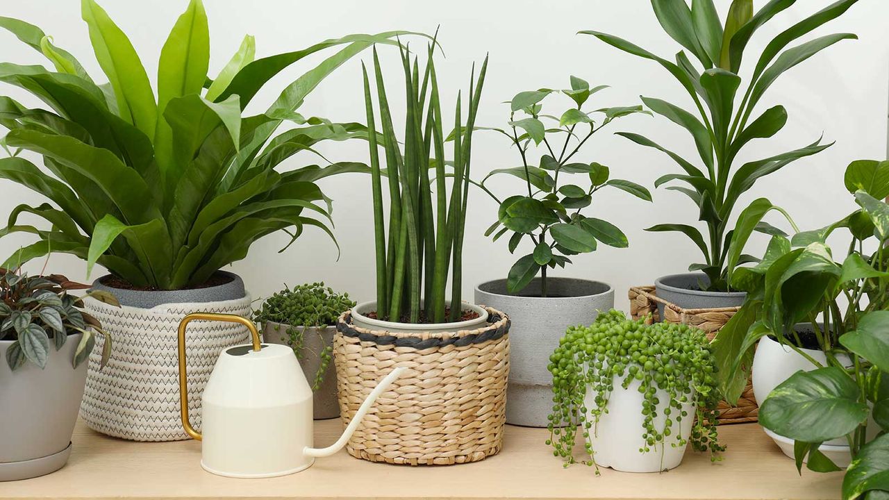 houseplants and watering can