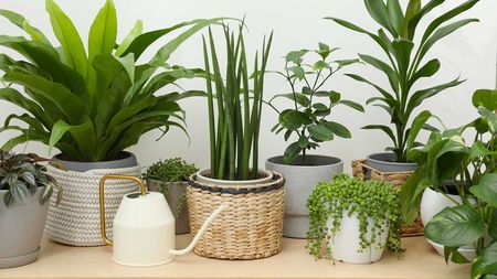 houseplants and watering can