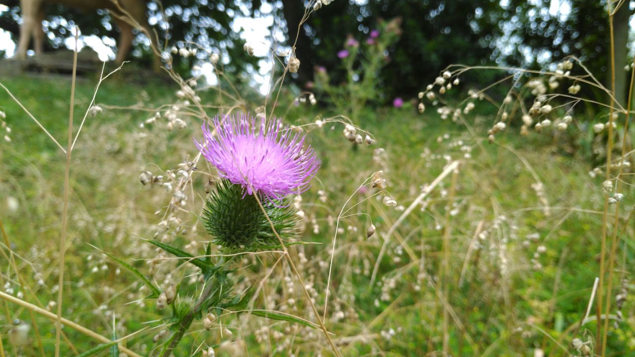 This close-up shows the natural bokeh the f/2.0 lens provides.