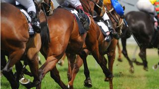 Top Note II app tips to backing a winner on the gee-gees