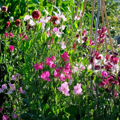 How to deadhead sweet peas in 3 easy steps | Ideal Home
