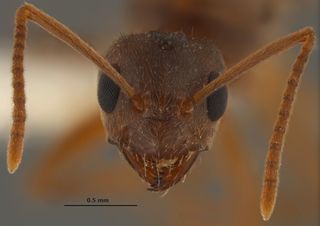 Nylanderia fulva, also known as the tawny crazy ant, hails from northern Argentina and southern Brazil.