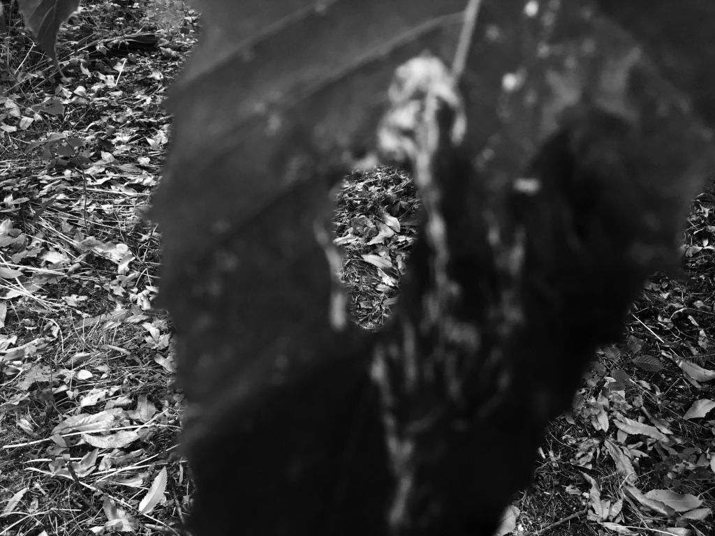With the effects and filters on offer now, the iPhone 6S can take some great photos