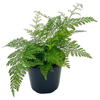 Rabbit's Foot Fern, Footed Rabbit 4 inch Pot, Davallia canariensis fejeensis, Deer, Hare's Fern, Furry Roots