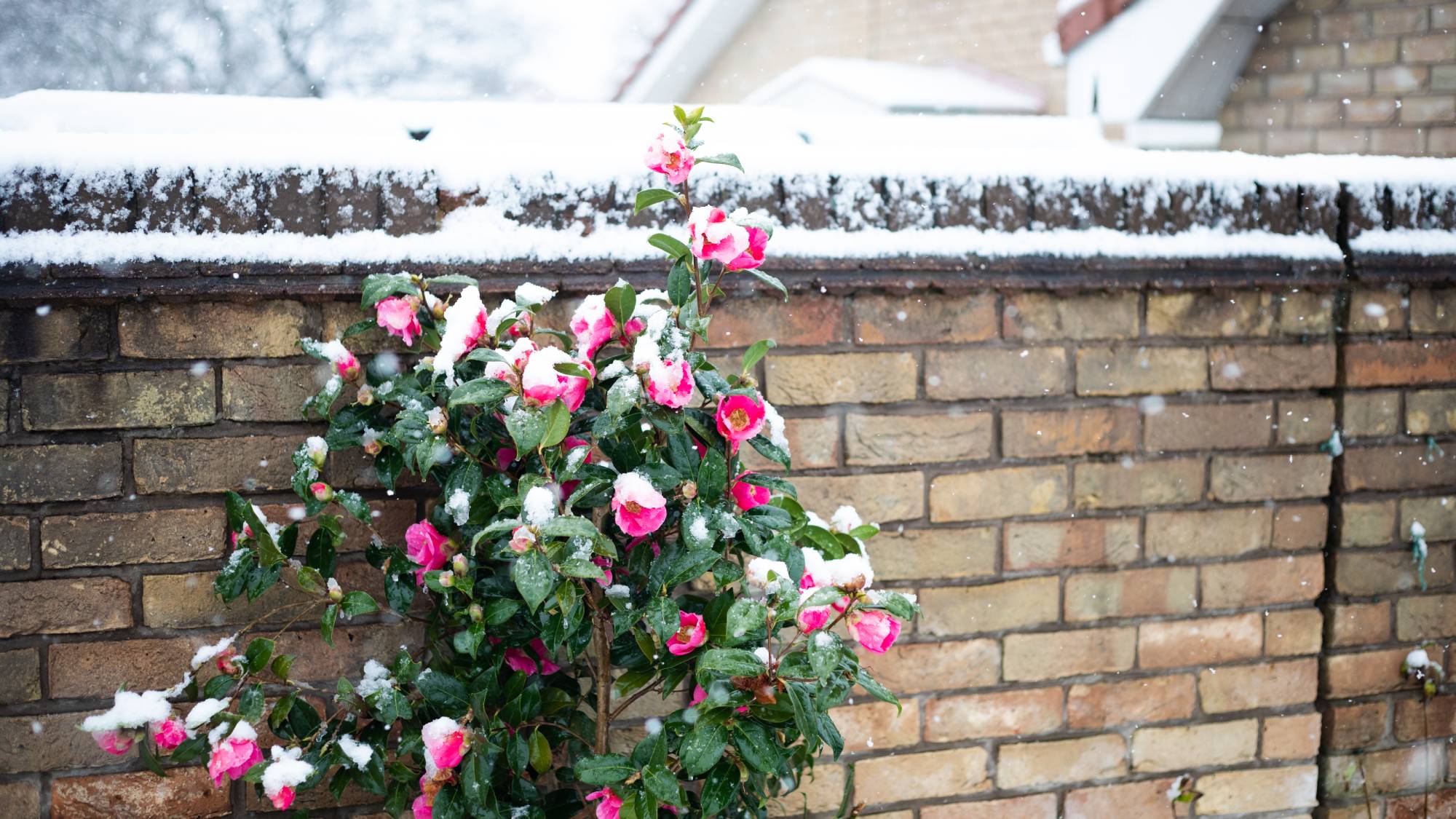 Pink camellias bloom on shrub in the snow