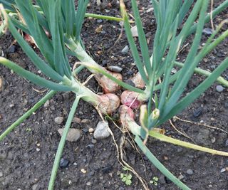 Shallots growing in the garden