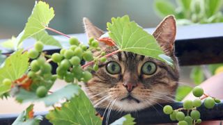 A cat next to some grapes