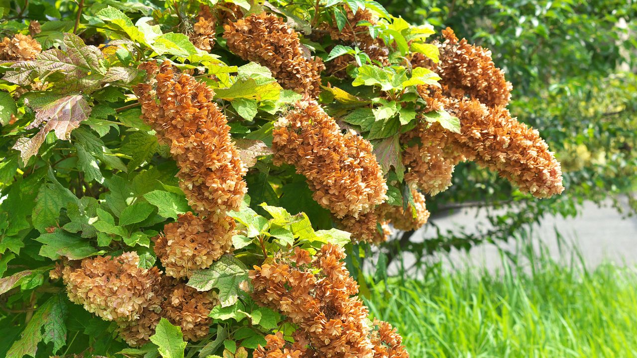 an oak leaf hydrangea bush