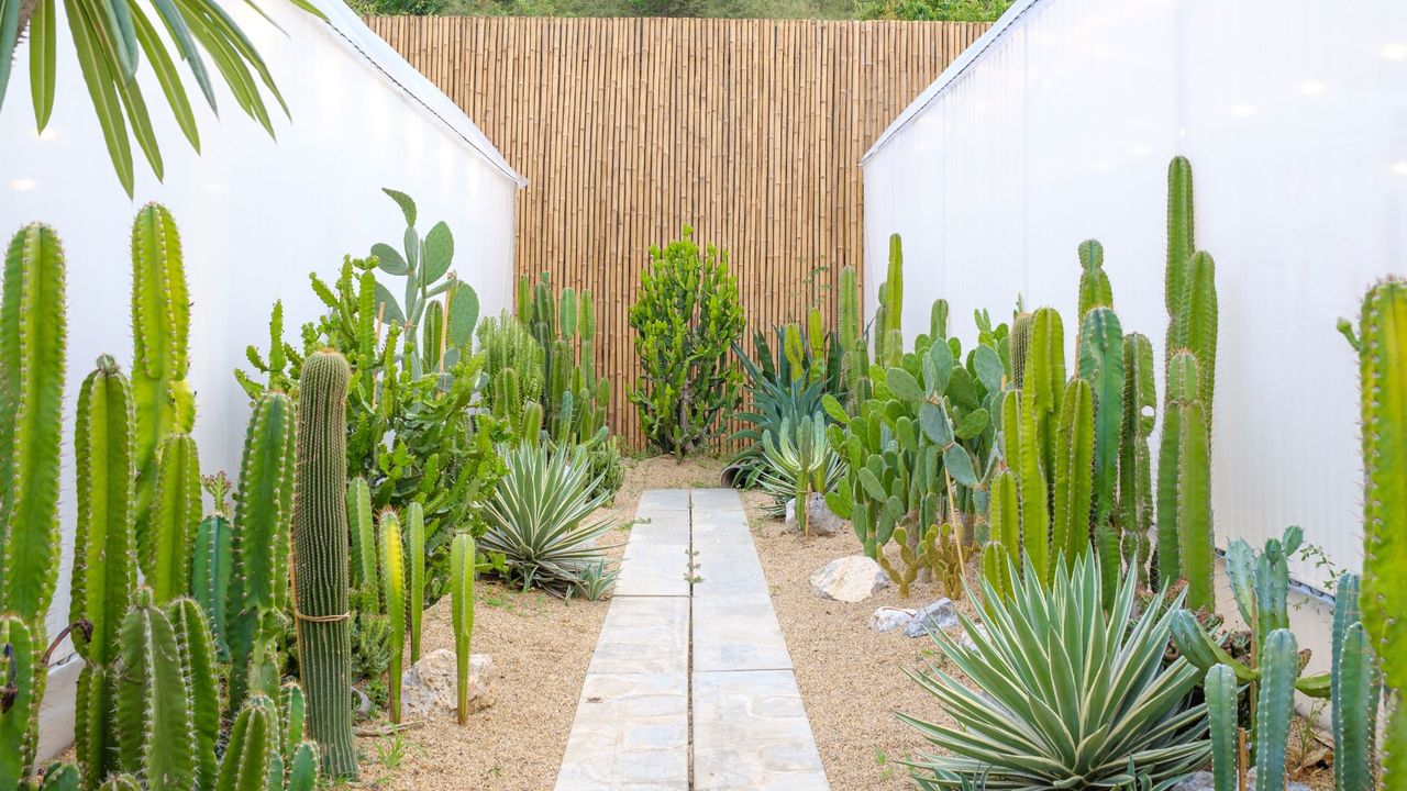 A succulent garden filled with cacti 