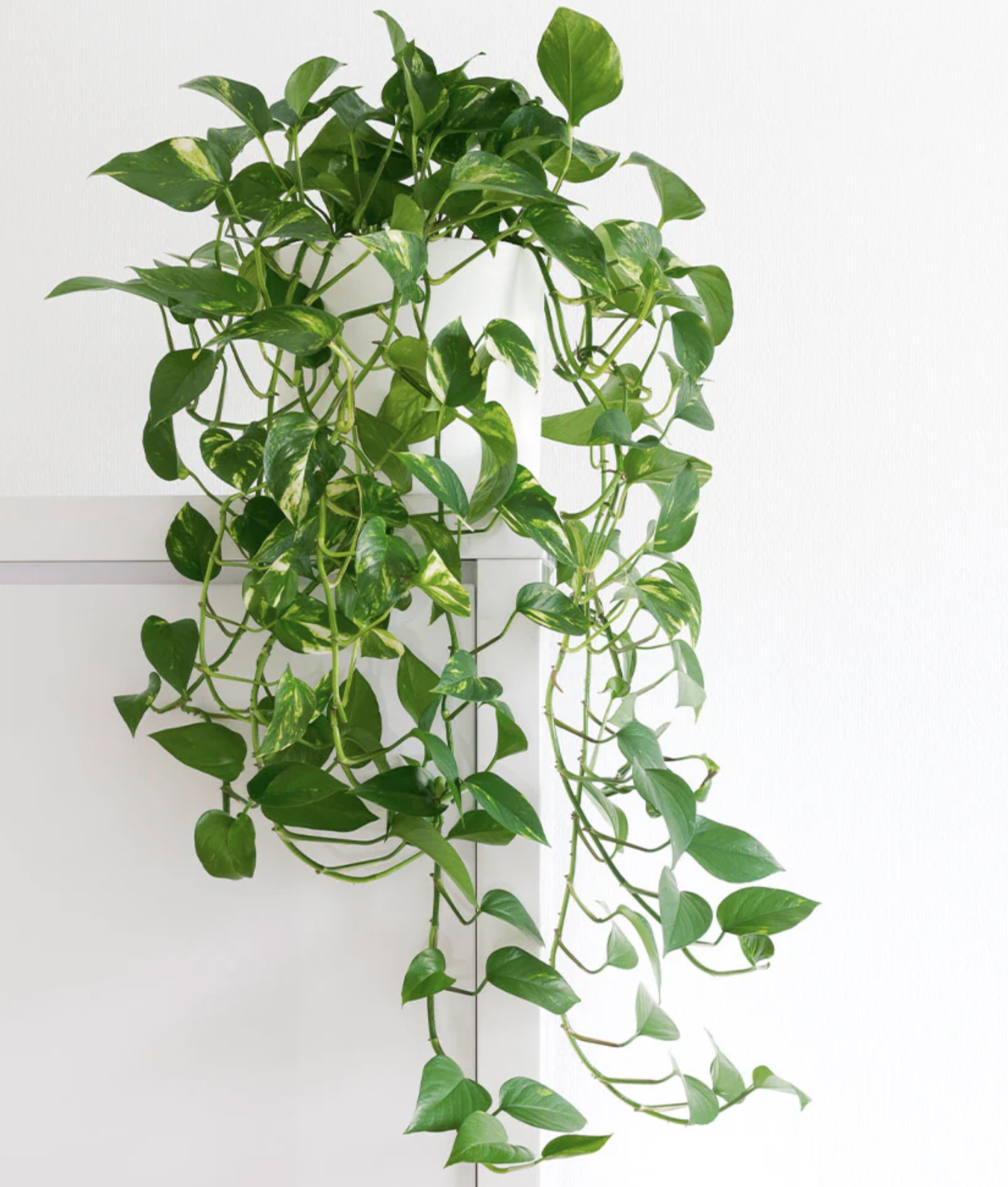 pothos plant