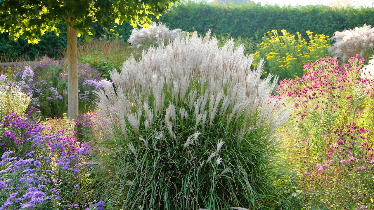 Large planting of Miscanthus Kleine Silbberspinne