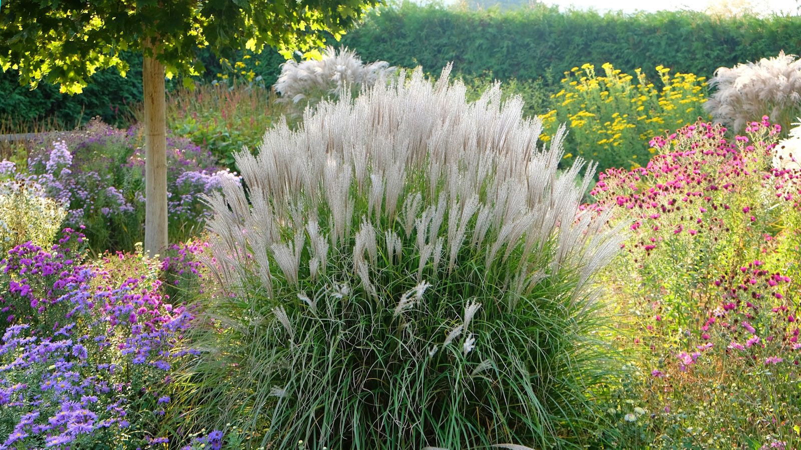 Best miscanthus varieties: 15 of the top ornamental grasses