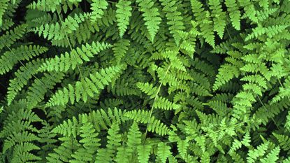 Bright green fern fronds up close