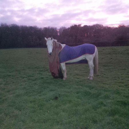 “This is Bunny, a 23-year-old Connemara cross thoroughbred, who, now retired, spends his time escaping from his stable, breaking his field-mate’s rug, getting stuck in the fence and pulling his rug off!” — Freya Lawes