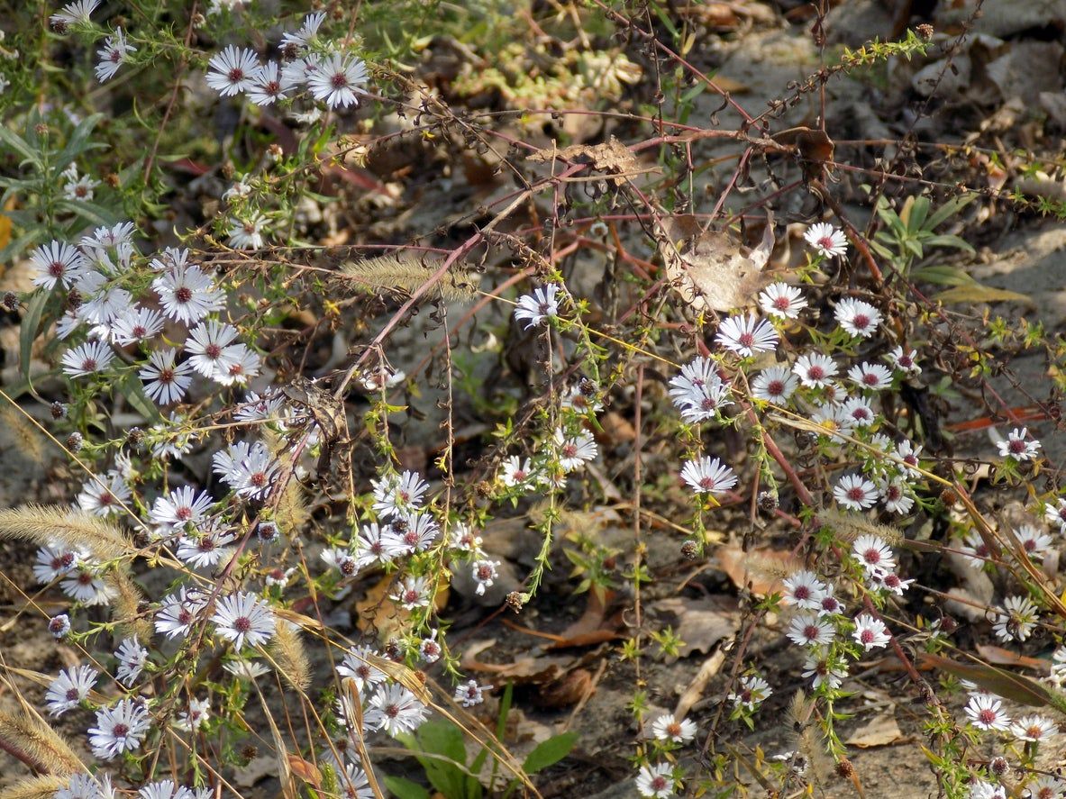 Rotted Aster Root Plant