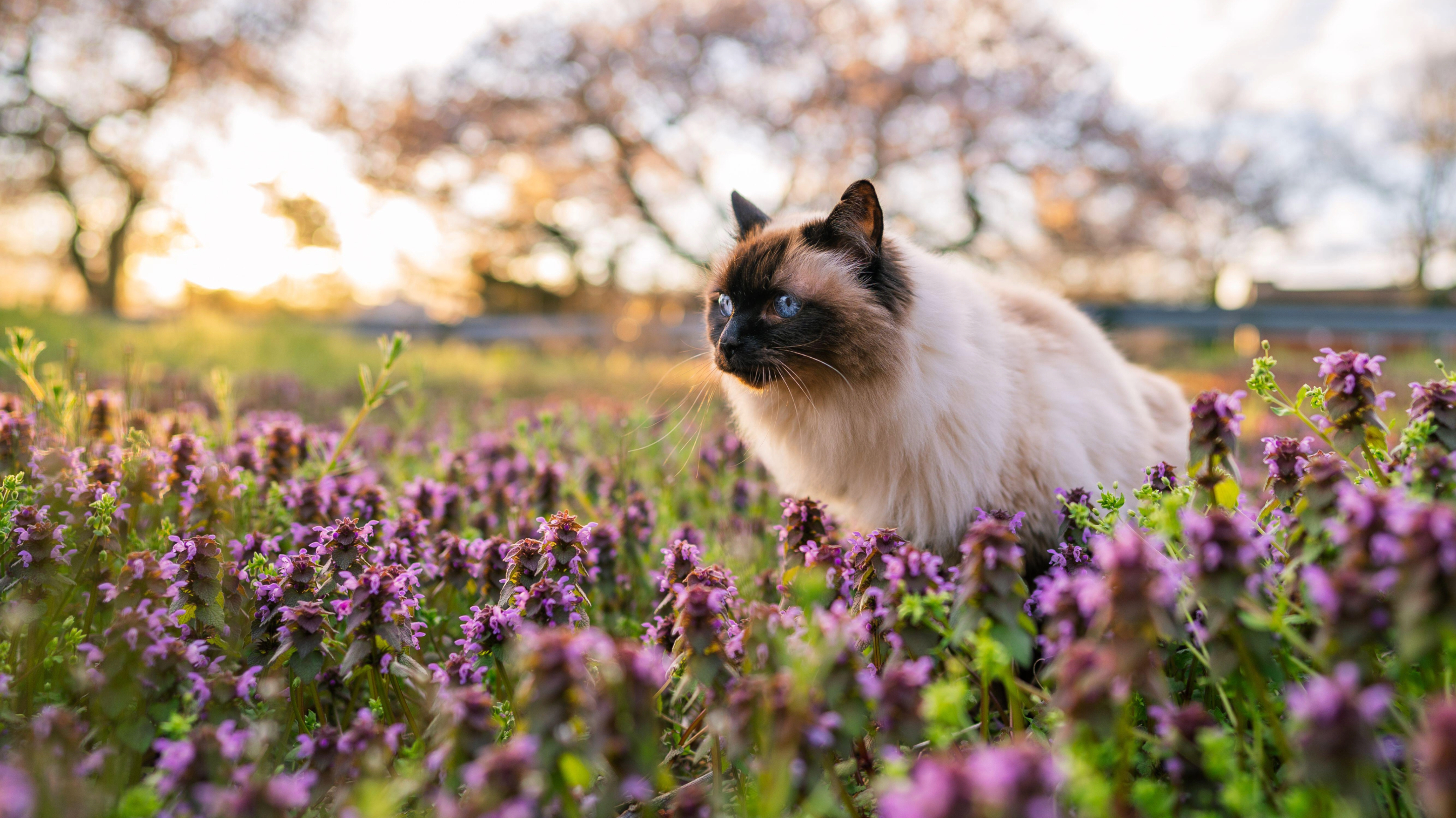 Balinese cat
