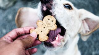 How many treats per day for a dog? Dog with mouth open wide being fed a treat