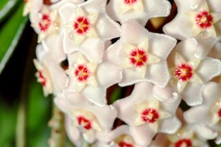 A close-up of a white hoya carnosa flower